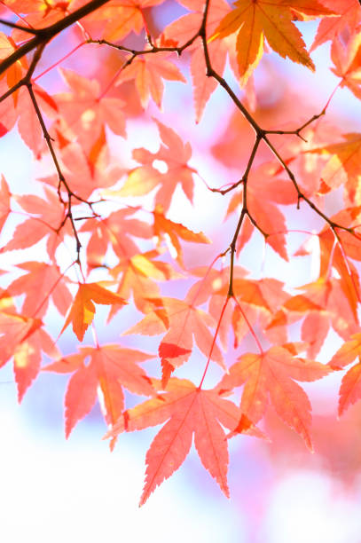 istock Red maple leaves, Autumn themes 1194153366