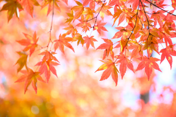 istock Red maple leaves, Autumn themes 1194153411