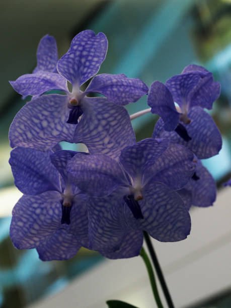 istock Orchid blossom close ups from a show 1194153726