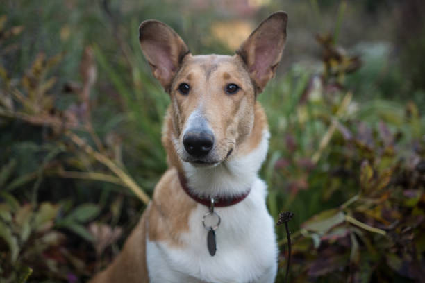 Smooth Collie in Autumn Garden Portrait of young Smooth Collie in autumn garden. Front view of animal head. The Smooth Collie is a breed of dog developed originally for herding. Nowadays Smooth Collie is usually used as a family dog because their easy to train. It is nice pet for their due to its high intelligence and eagerness to please its owners. They are also very useful as assistance dogs for the disabled. smooth collie stock pictures, royalty-free photos & images