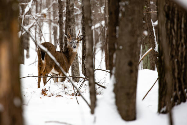 istock Small whitetail buck deer with snow on his face 1194160248