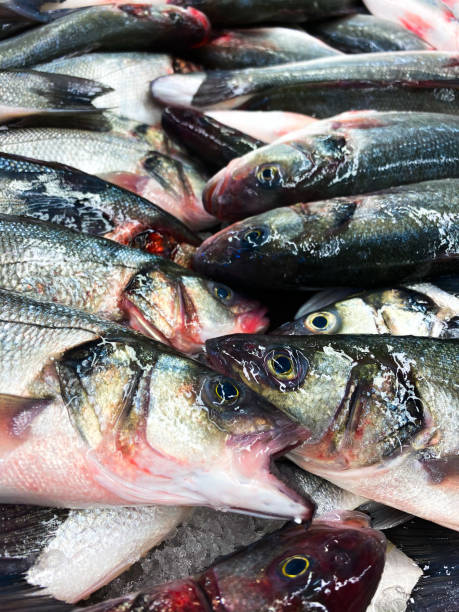 istock Fish lies on a catch. Background of fresh fish. 1194163994