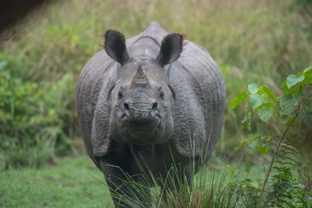 istock Chitwan National Park, Nepal 1194164012