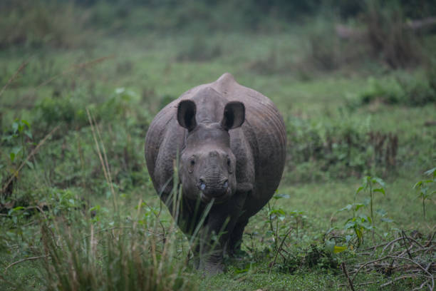 istock Indian One-horned Rhinoceros in Nepal 1194164899