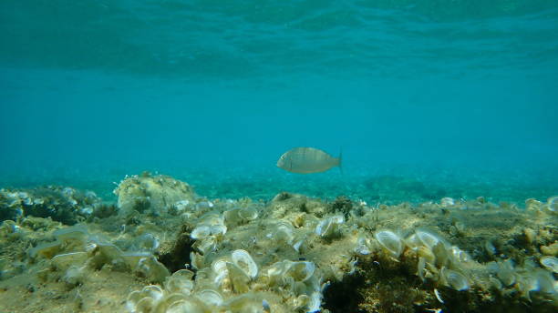 istock The sand steenbras or striped seabream (Lithognathus mormyrus) 1194165008