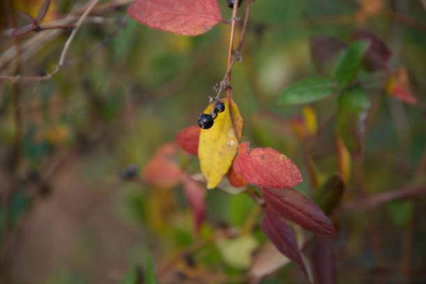 istock Small berries growing on vine with yellow and red leafs 1194167717