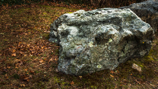 istock Dog's head shaped rock in winter garden 1194167883
