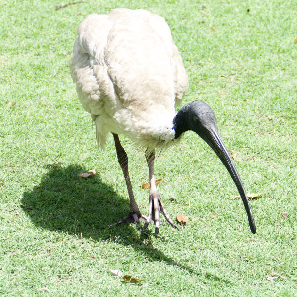 istock The Australian White Ibis in Sydney, Australia 1194168966