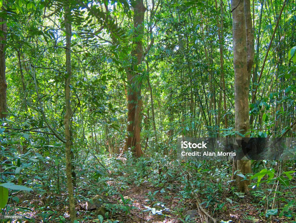 Dense forest vegetation and trees near Saen Monourom (Sen Monorom) in Mondulkiri Province, Cambodia. Backgrounds Stock Photo
