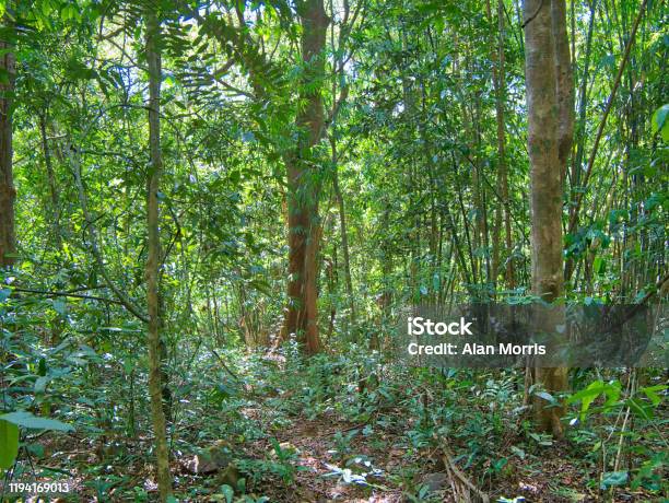 Dense Forest Vegetation And Trees Near Saen Monourom In Mondulkiri Province Cambodia Stock Photo - Download Image Now