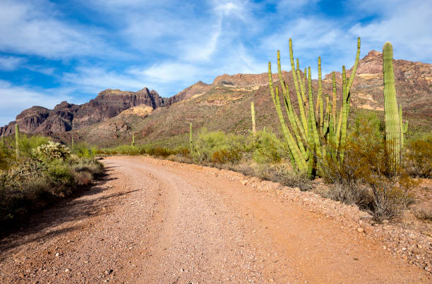 arizona - organ pipe cactus fotografías e imágenes de stock