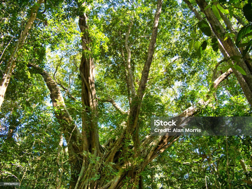 Dense forest canopy and trees near Saen Monourom (Sen Monorom) in Mondulkiri Province, Cambodia. Abstract Stock Photo