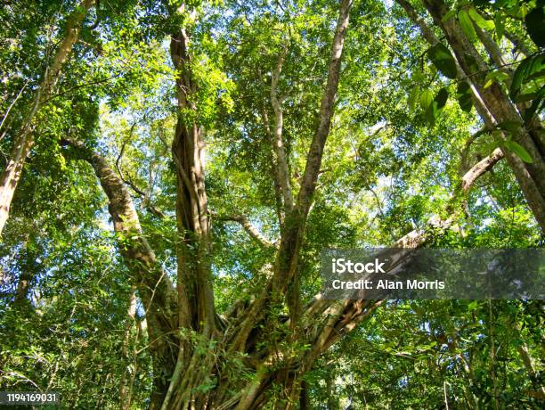 Dense Forest Canopy And Trees Near Saen Monourom In Mondulkiri Province Cambodia Stock Photo - Download Image Now