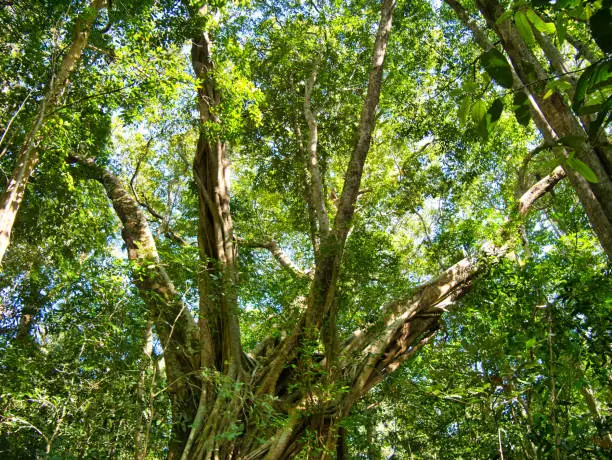 Photo of Dense forest canopy and trees near Saen Monourom (Sen Monorom) in Mondulkiri Province, Cambodia.
