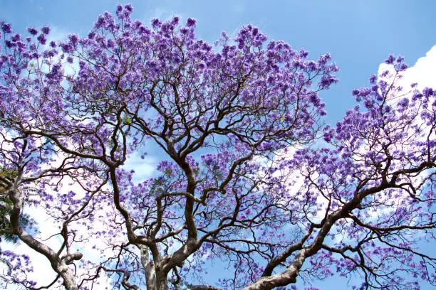 Jacaranda in the Royal Botanic Gardens, Sydney, New South Wales, Australia