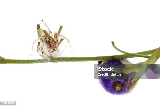 Spider With Egg Case Stock Photo - Download Image Now - Animal Nest, Spider, Close-up