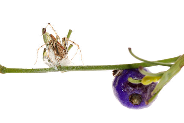 spider with egg case - getingspindel bildbanksfoton och bilder