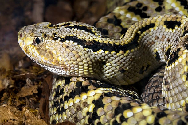 istock close up of rattlesnake 119417021