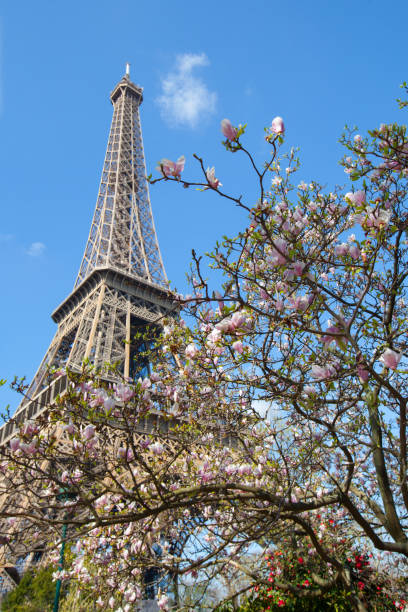 istock blooming Magnolia in Paris 1194172222