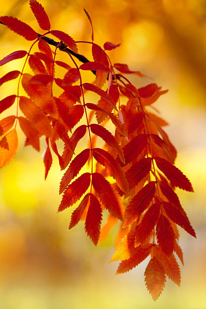 Rowan tree im Herbst. – Foto