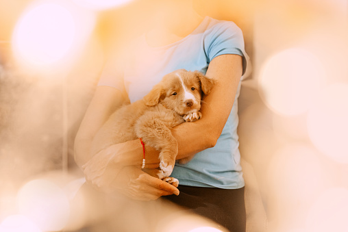 adorable toller retriever puppy resting in owners arms