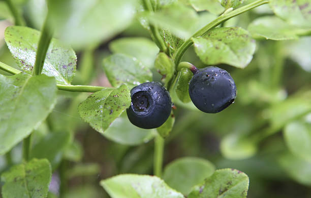 istock Blueberry in the nature 119417330