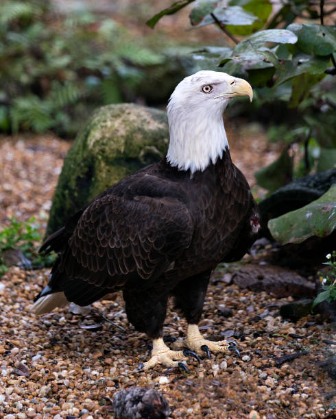 vista do perfil do close-up do pássaro da águia calva cercada pelo fundo da folha, indicando a plumagem marrom, o corpo, a cabeça, o olho, o bico, as garras, as penas. - north america bald eagle portrait vertical - fotografias e filmes do acervo