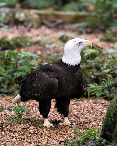 vista do perfil do close-up do pássaro da águia calva cercada pelo fundo da folha, indicando a plumagem marrom, o corpo, a cabeça, o olho, o bico, as garras, as penas. - north america bald eagle portrait vertical - fotografias e filmes do acervo