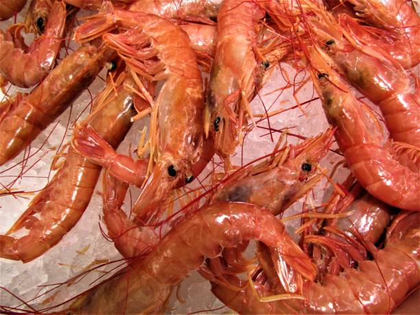 istock Red shrimps. Ebi. Close-up. 1194176348