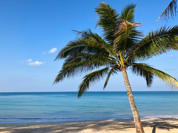 istock palm tree against the ocean in the tropics 1194176404