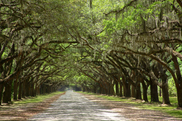 istock Spanish moss on trees lining a road in coastal Georgia 1194177044