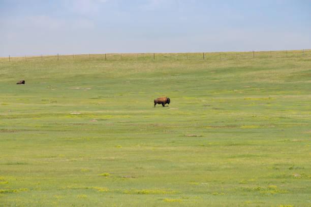 istock Buffalo in the horizon 1194177045