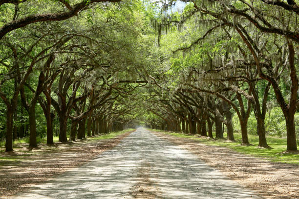 istock Spanish moss on trees lining a road in coastal Georgia 1194177087