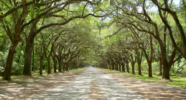 istock Spanish moss on trees lining a road in coastal Georgia 1194178276