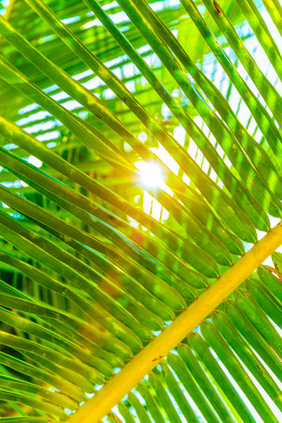 Coconut palm leaves