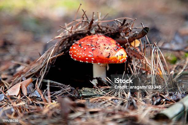 Foto de Cogumelo Red Amanita e mais fotos de stock de Agárico Laranja - Agárico Laranja, Amanita parcivolvata, Beleza natural - Natureza