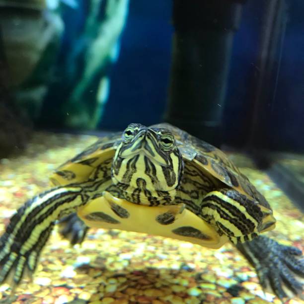 istock Pets water turtle looking at camera waiting for his meal in a red and green pattern shell 1194181451