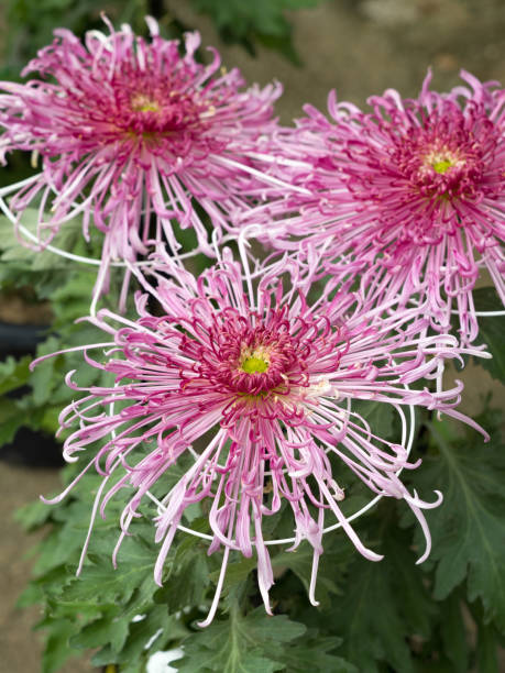 istock Japanese chrysanthemum flower 1194181607