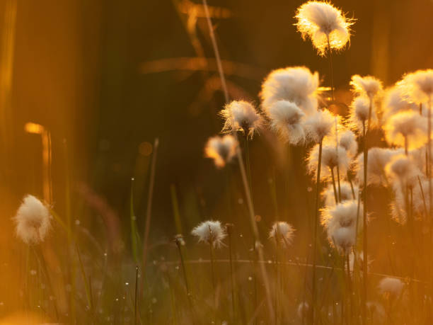 cotton grass in the sunset light. nature background - cotton grass sedge grass nature imagens e fotografias de stock