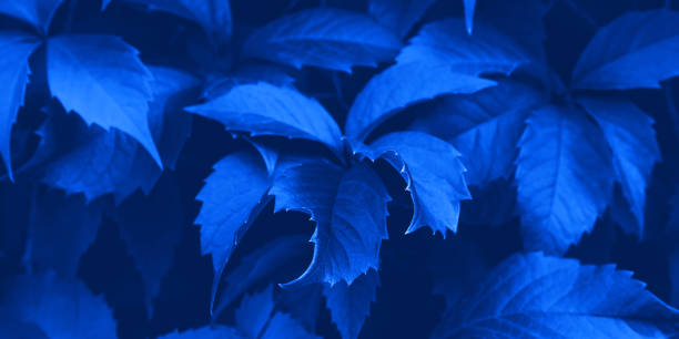 istock 2020 Classic blue foliage botanical banner 1194182805