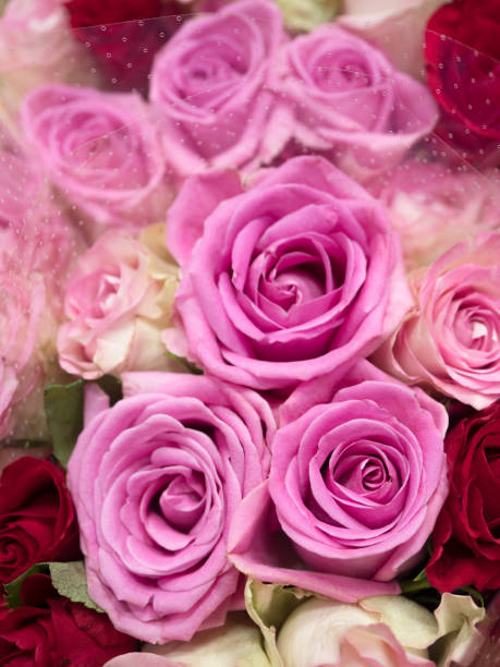 istock Roses lined up at a florist 1194183946