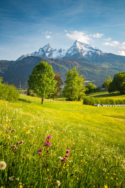 istock Idyllic mountain scenery in the Alps with blooming meadows in springtime 1194186341