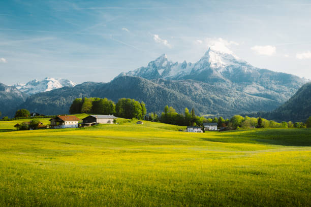 Idyllic landscape in the Alps with blooming meadows in springtime Beautiful view of idyllic alpine mountain scenery with blooming meadows and snowcapped mountain peaks on a beautiful sunny day with blue sky in springtime swiss alps photos stock pictures, royalty-free photos & images