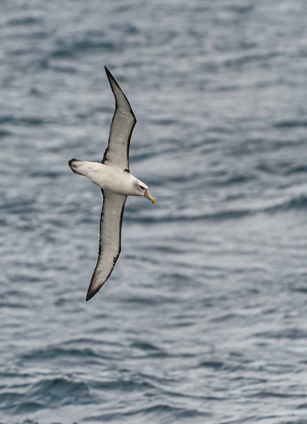 istock White-capped Albatross - Thalassarche steadi 1194189810
