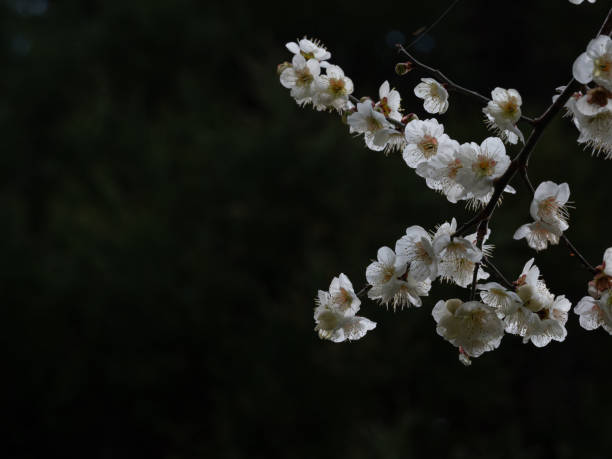 istock Japanese Plum Blossoms 1194190913