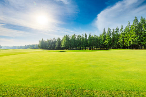 istock Green grass and forest natural landscape. 1194192765