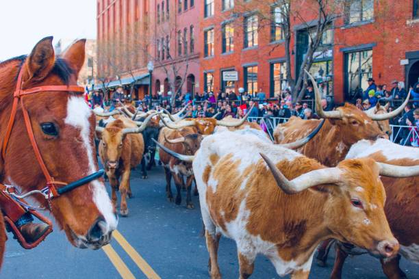 Parade of Texas Longhorns