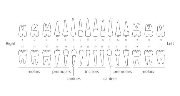 ilustrações de stock, clip art, desenhos animados e ícones de the chart of human teeth, vector illustration - human teeth dental hygiene anatomy diagram