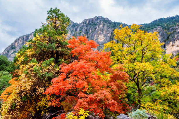 istock Guadalupe Mountain Color Mix 1194194992