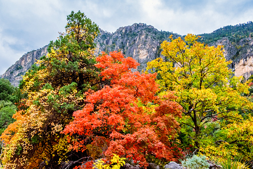 Autumn colors along Pine Canyon, Guadalupe Mountains National Park